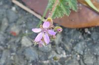 Erodium cicutarium