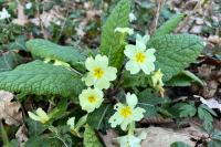 Primula vulgaris