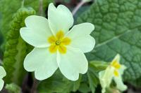 Primula vulgaris