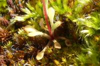 Saxifraga tridactylites