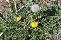 Taraxacum officinale