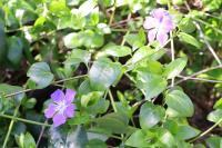 Vinca major