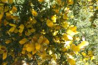 Ulex europaeus