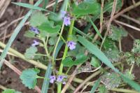 Glechoma hederacea