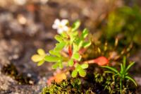 Saxifraga tridactylites
