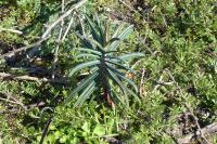 Euphorbia lathyris