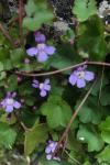 Cymbalaria muralis