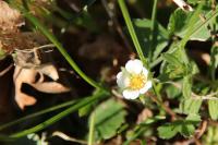 Potentilla sterilis
