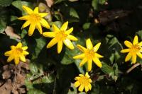 Ficaria verna
