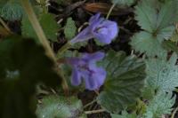 Glechoma hederacea