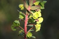 Euphorbia amygdaloides