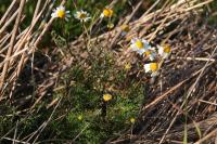 Tripleurospermum inodorum