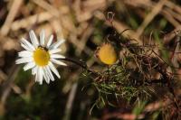 Tripleurospermum inodorum