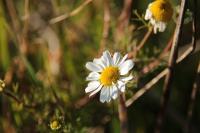 Tripleurospermum inodorum