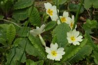 Primula vulgaris