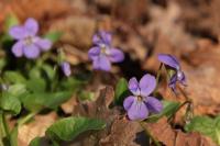 Viola odorata
