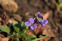 Viola odorata
