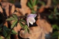 Anemone nemorosa