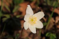 Anemone nemorosa
