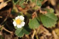 Potentilla sterilis