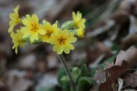 Primula elatior