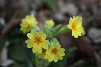 Primula elatior