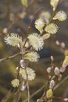 Salix caprea