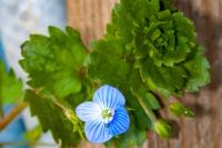 Veronica persica