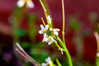 Cardamine hirsuta