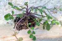 Cardamine hirsuta