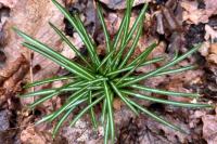 Crocus