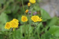 Crepis sancta