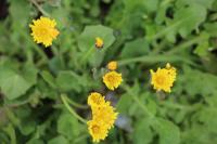 Crepis sancta