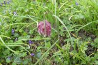 Fritillaria meleagris