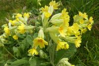 Primula x polyantha