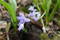 Scilla bifolia