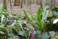 Scilla bifolia