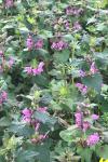 Lamium maculatum