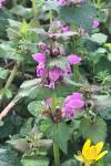 Lamium maculatum
