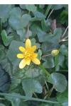 Ficaria verna