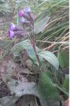 Pulmonaria longifolia