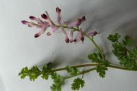 Fumaria bastardii