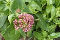 Centranthus ruber
