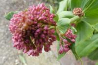 Centranthus ruber
