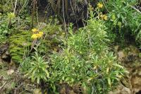 Erysimum cheiri
