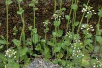 Draba muralis