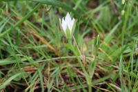 Ornithogalum divergens