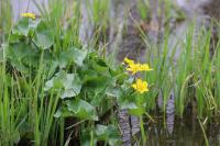 Caltha palustris