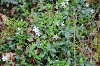 Vinca minor