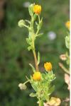 Calendula arvensis